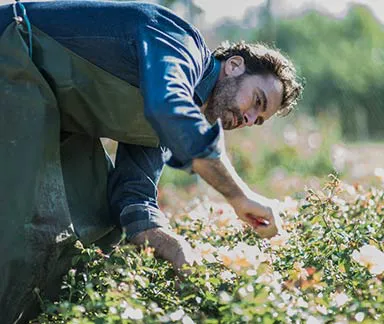 Arnavutköy Peyzaj Firması | Bahçe Peyzaj, Hazır Çim ve İlaçlama 